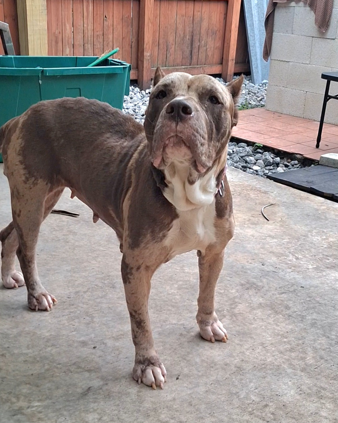 Caramel Female American Staffordshire Terrier