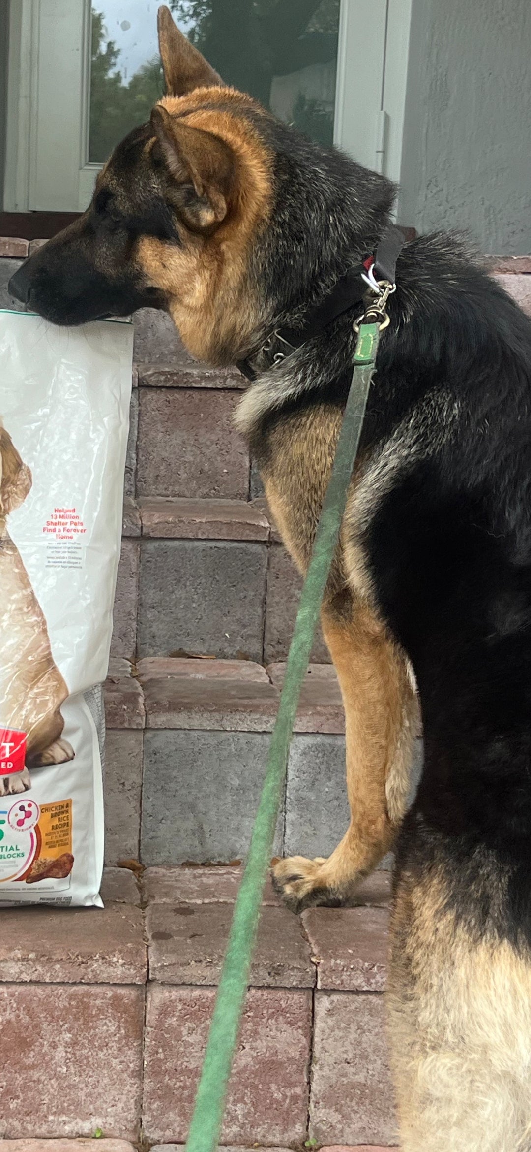 Bently Male German Shepherd