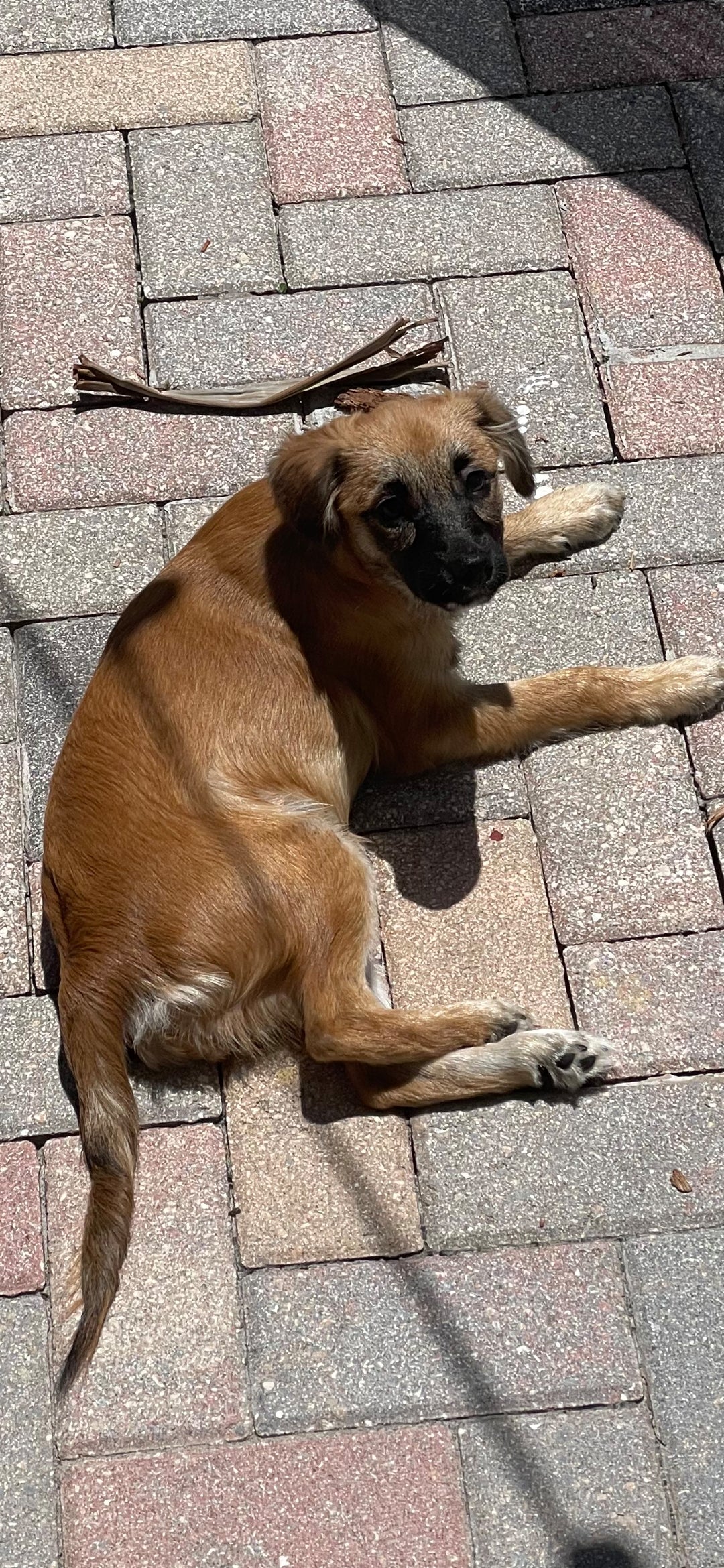 Lucky Male German Shepherd Mix Puppy