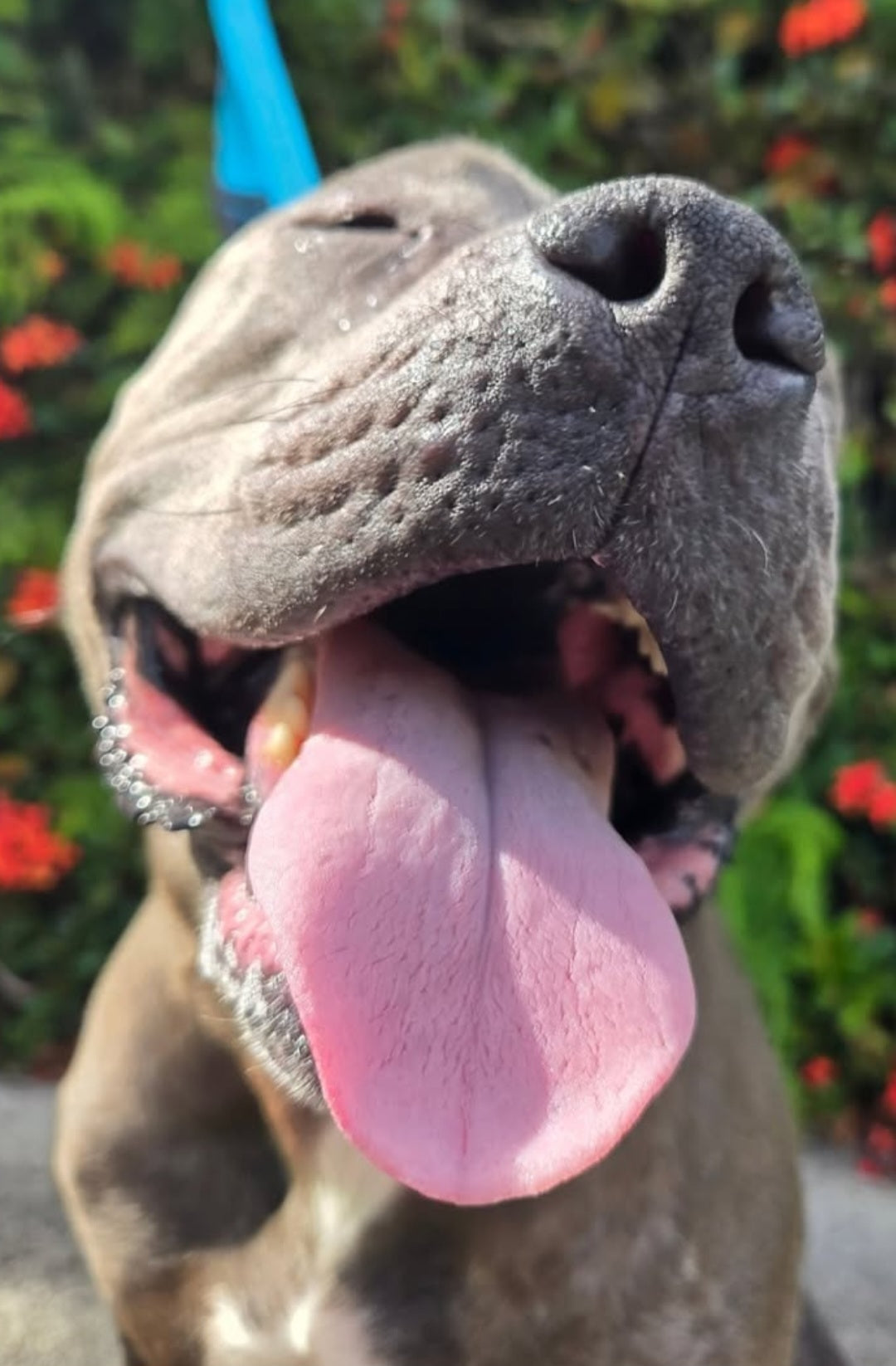 Sky Female American Pit Bull Terrier