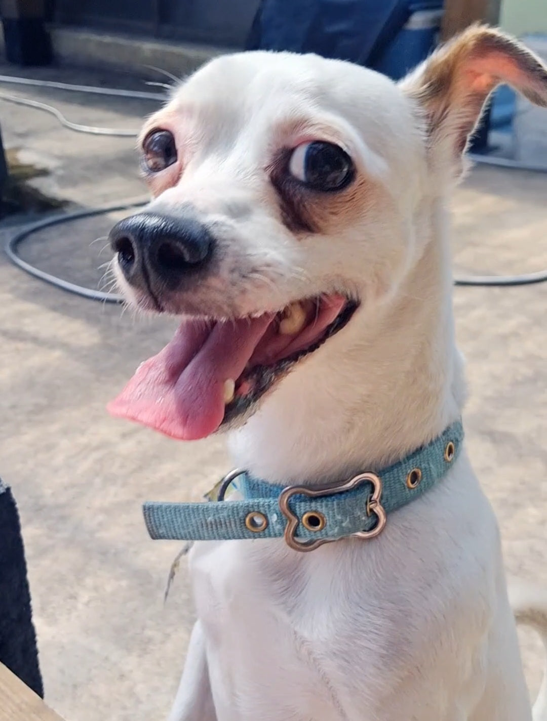 Vlad Male Chihuahua Mix