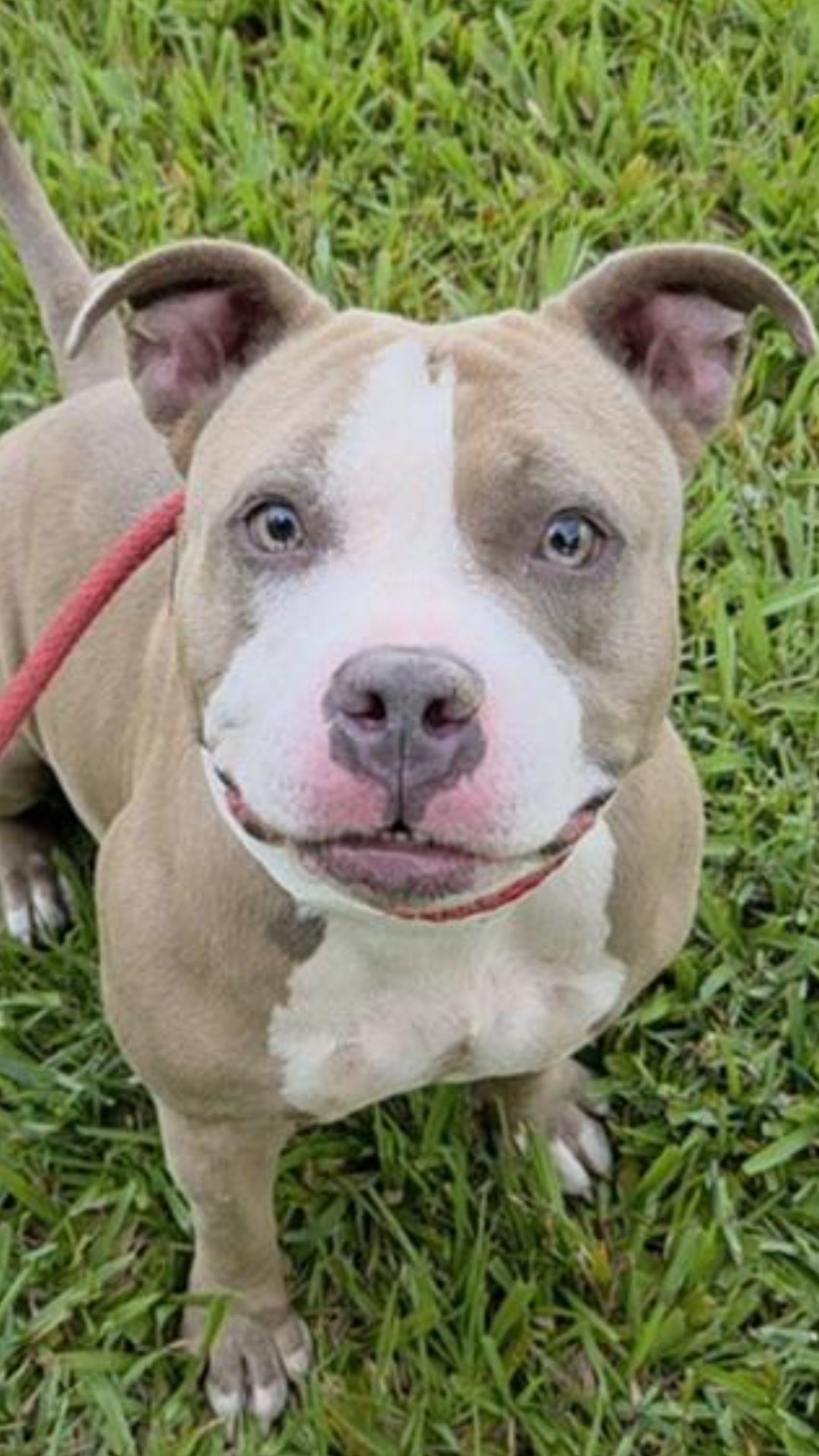 Ladybug Female Bulldog Mix