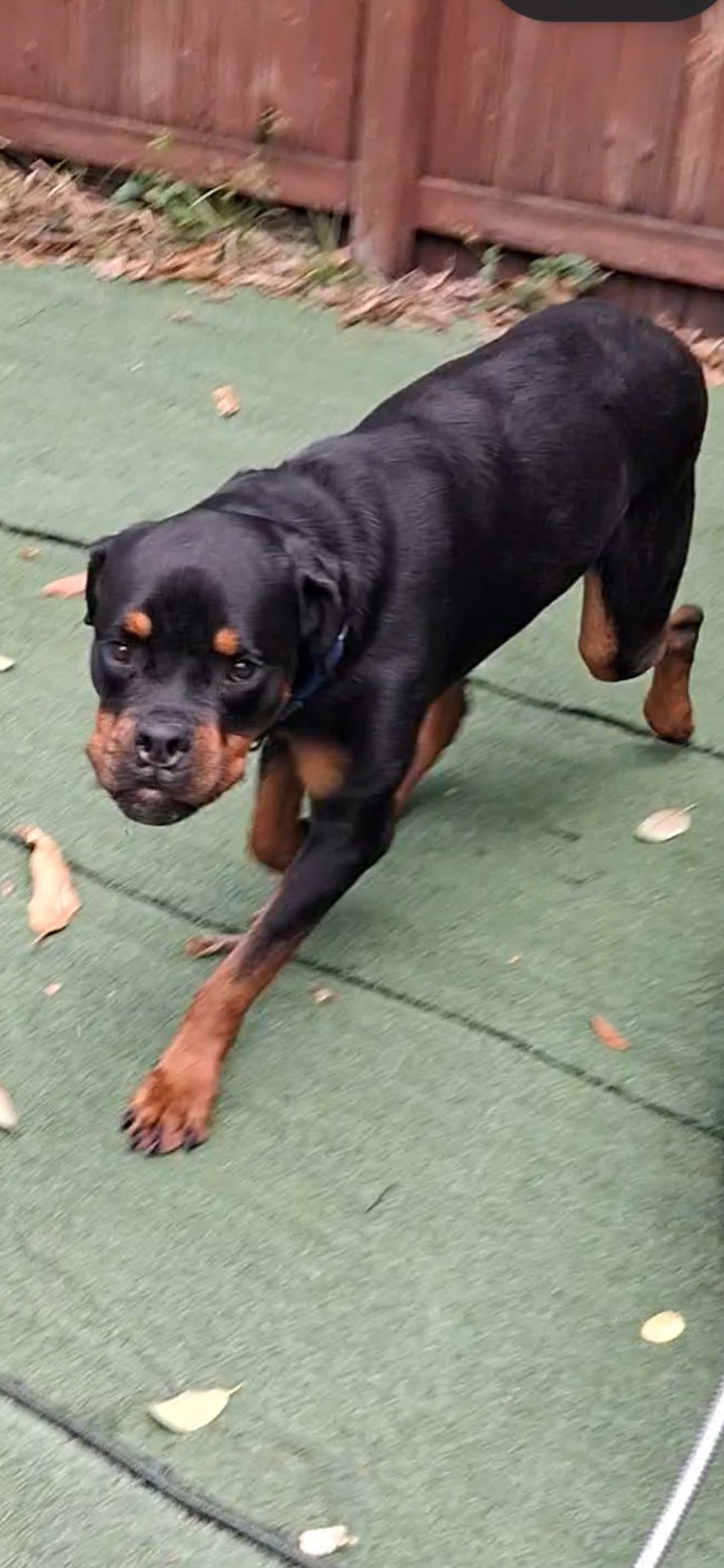 Princess Female Rottweiler