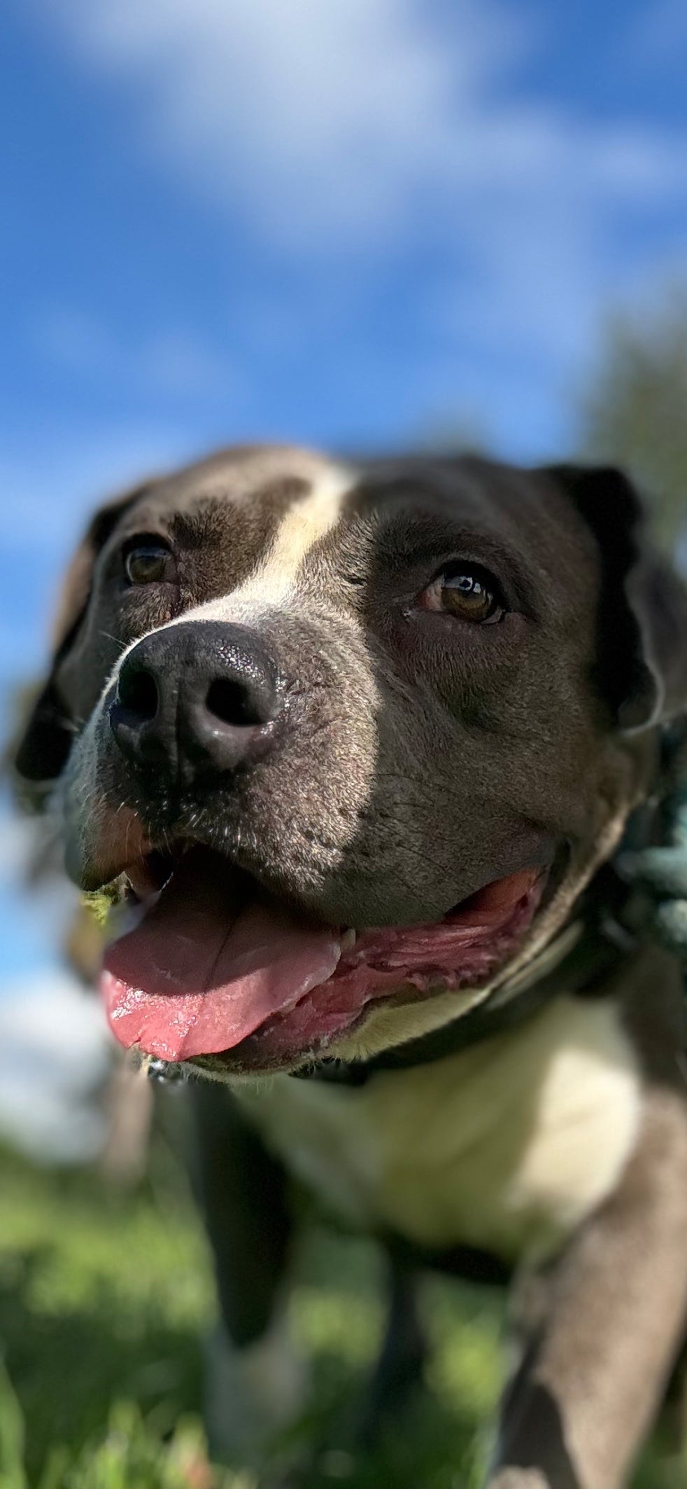 Butch Male American Bulldog Mix