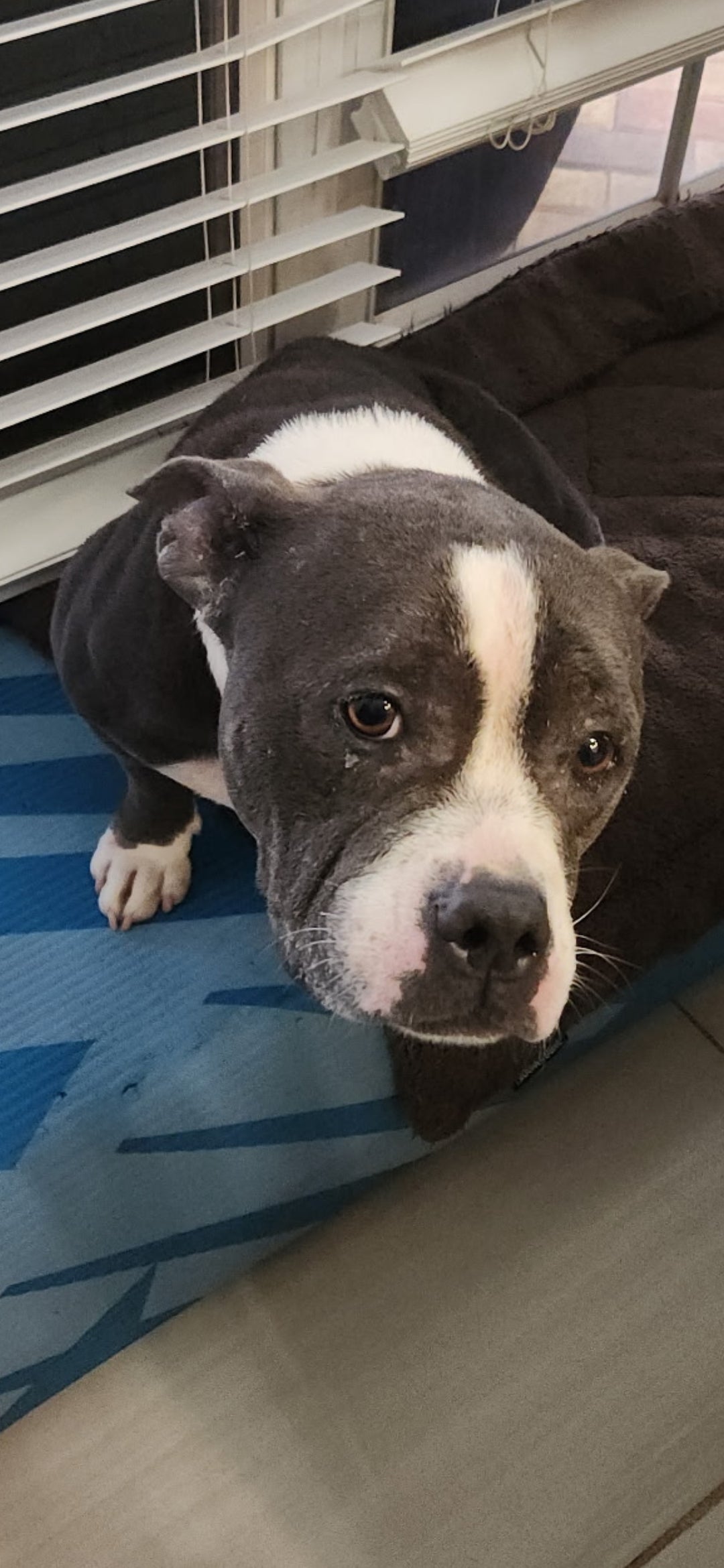 Pumpkin Female American Staffordshire Terrier Mix