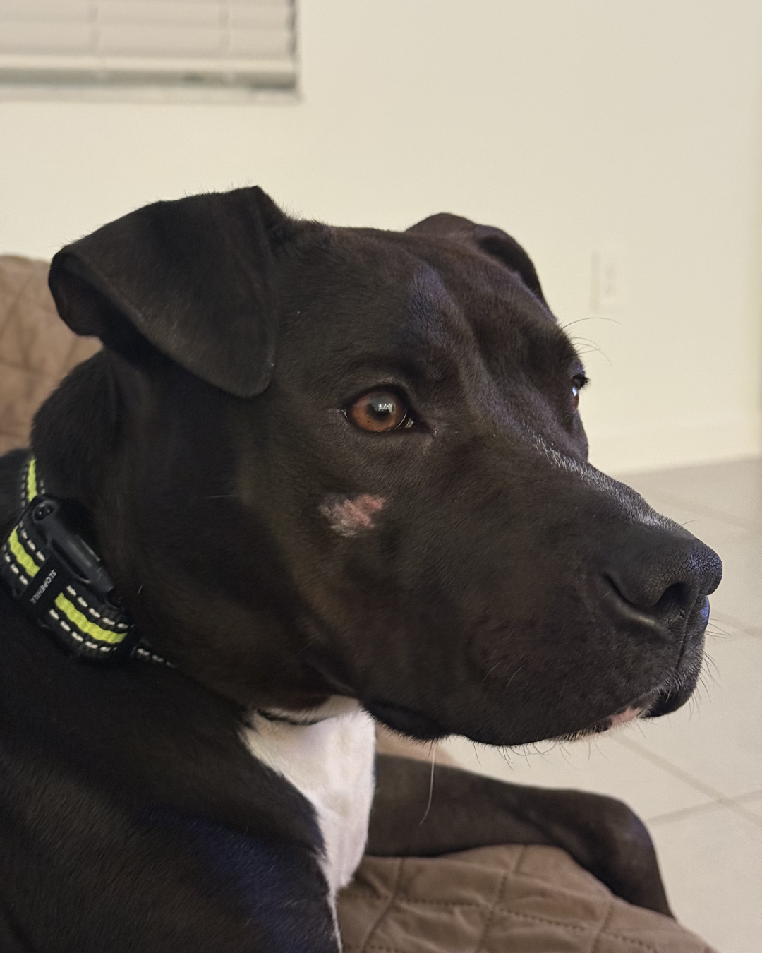 Tammie Female Labrador Retriever Mix
