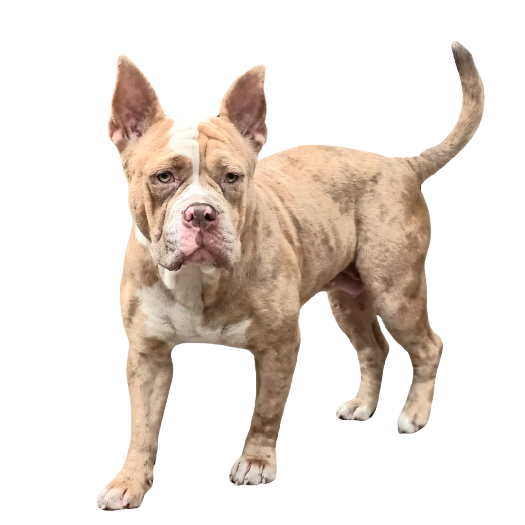 Harley Female Bulldog Mix