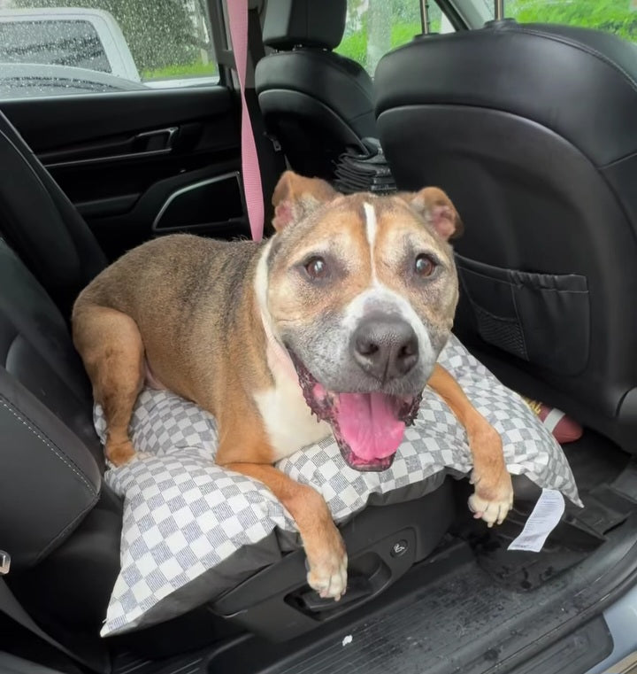 Bootsie Female American Staffordshire Terrier Mix