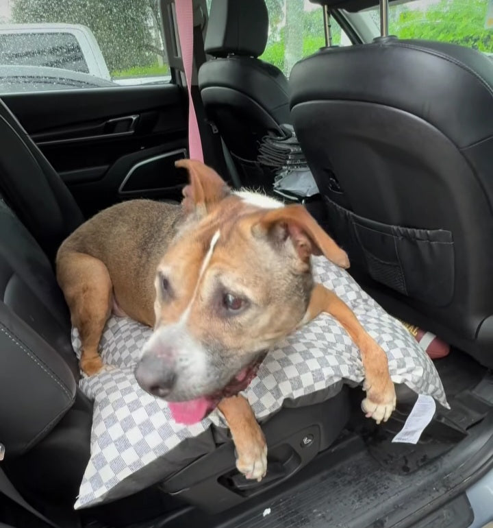 Bootsie Female American Staffordshire Terrier Mix