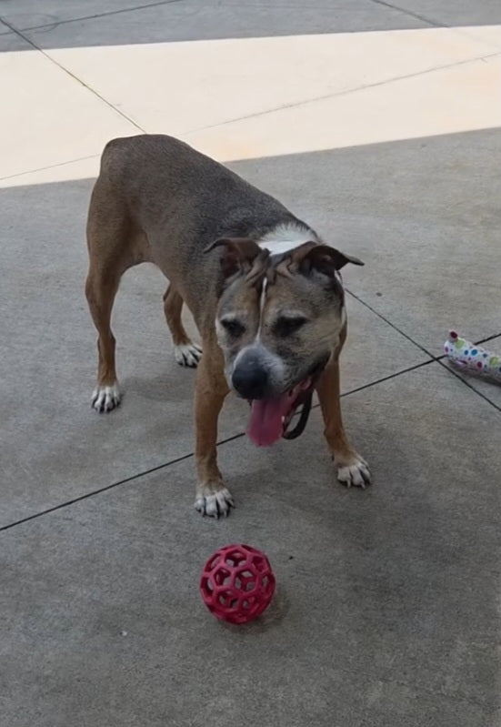 Bootsie Female American Staffordshire Terrier Mix