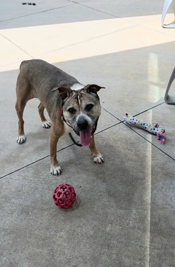 Bootsie Female American Staffordshire Terrier Mix