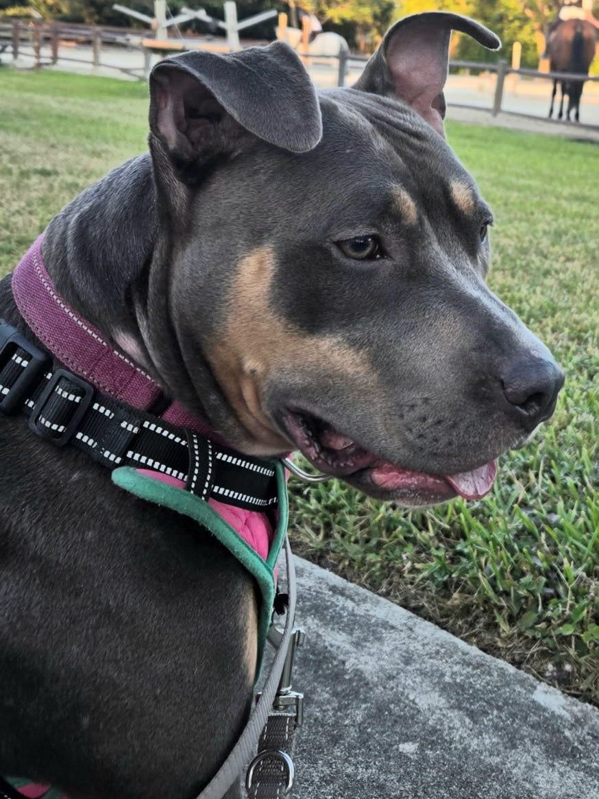 Jolene Female Tri Color American Staffordshire Terrier Mix