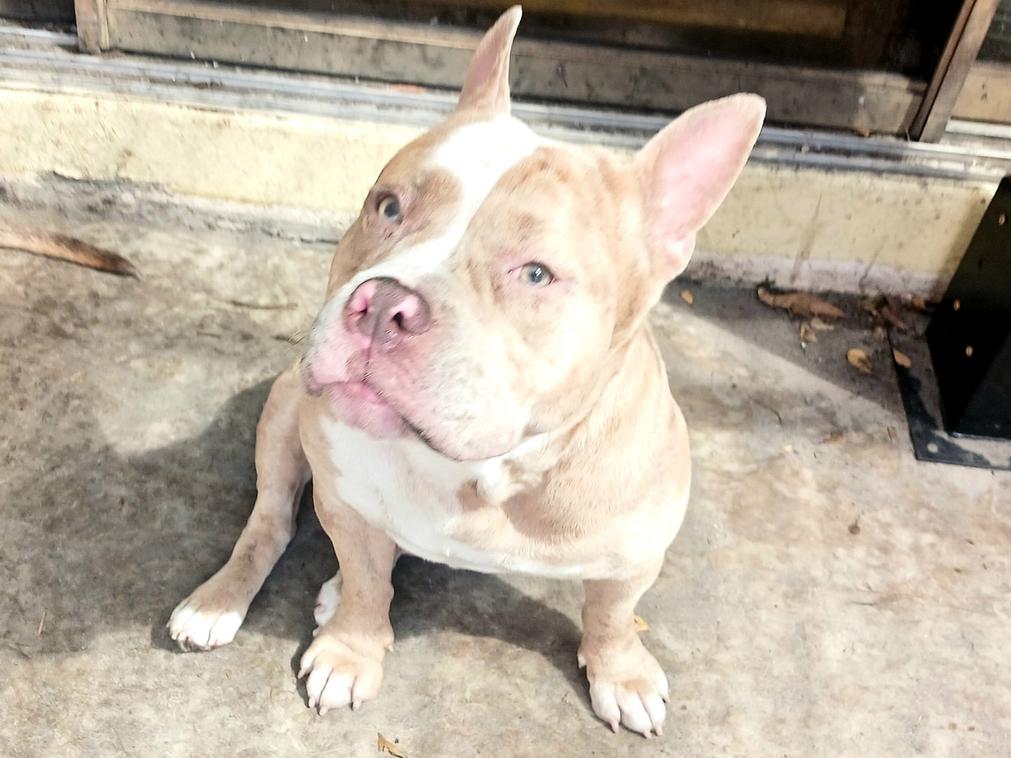 Harley Female Bulldog Mix