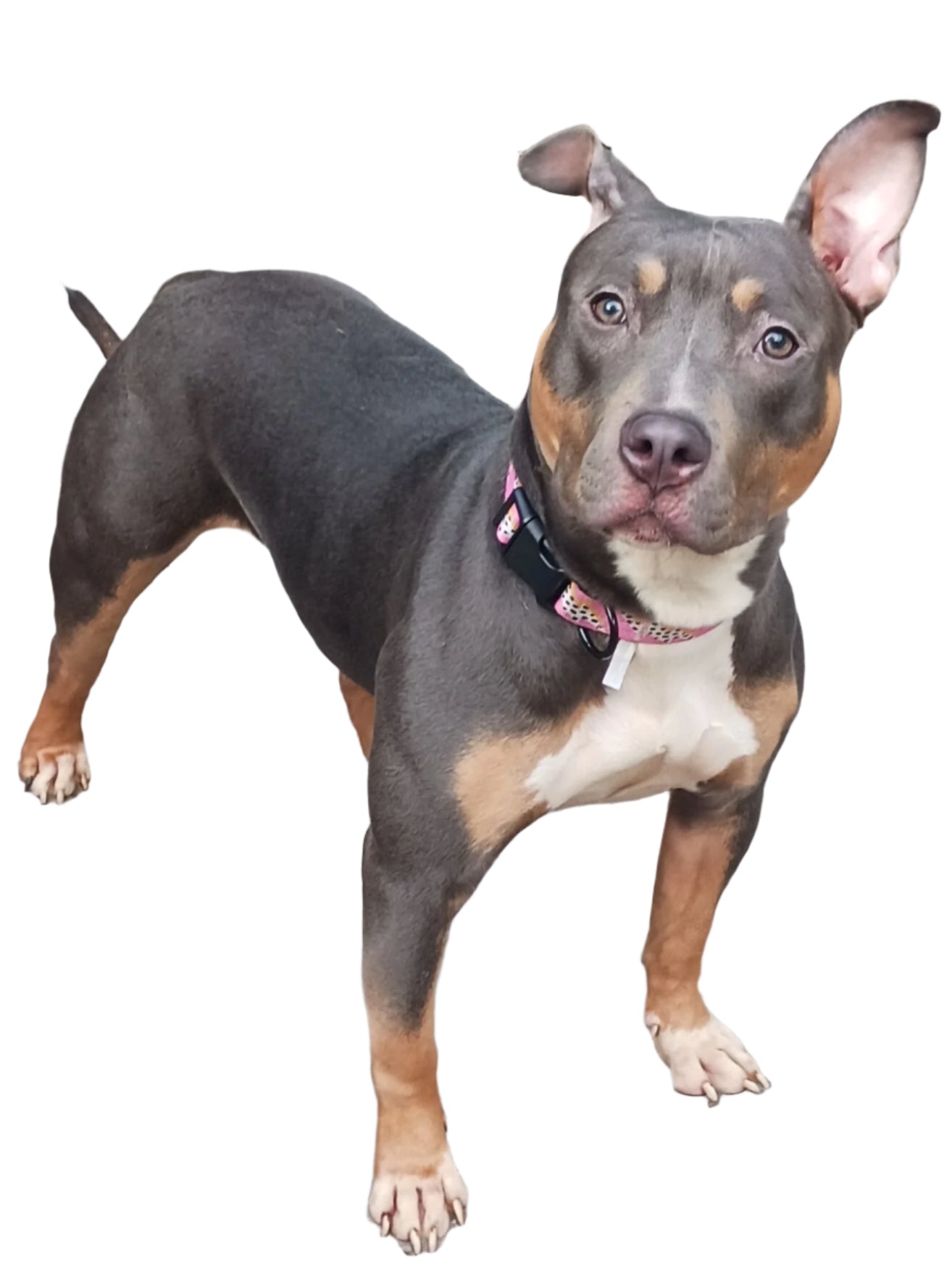 Jolene Female Tri Color Pitbull