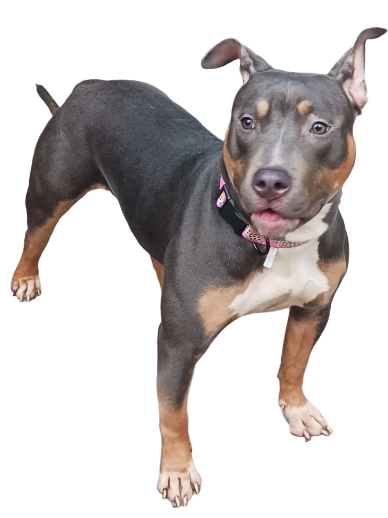 Jolene Female Tri Color Pitbull
