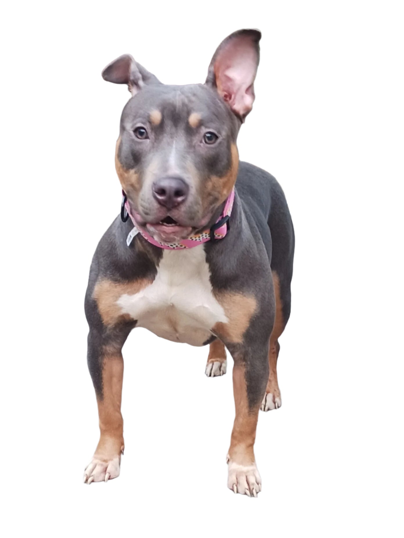 Jolene Female Tri Color Pitbull