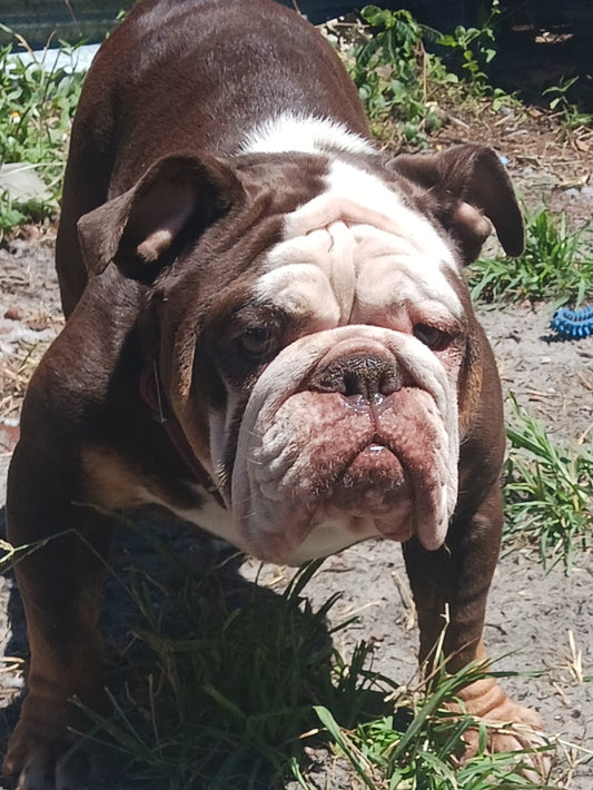 *Adopted* Marylin Female English Bulldog