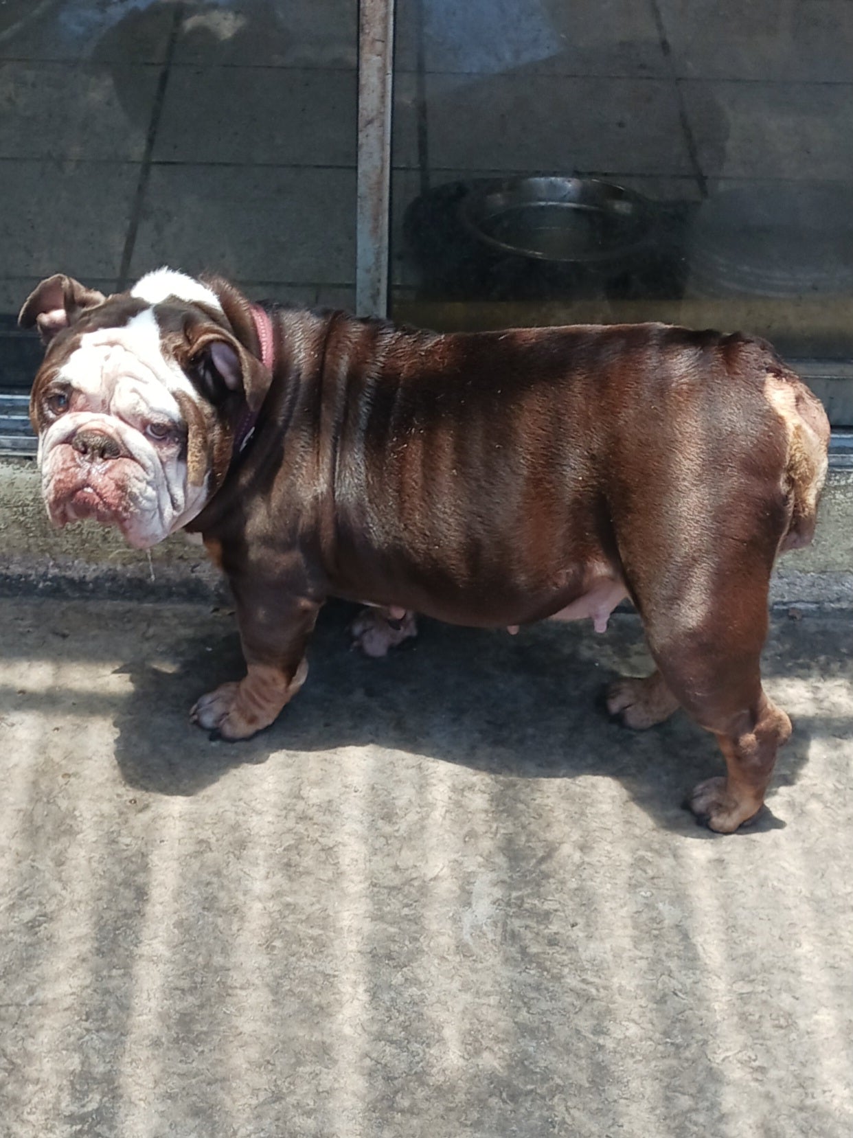 *Adopted* Marylin Female English Bulldog