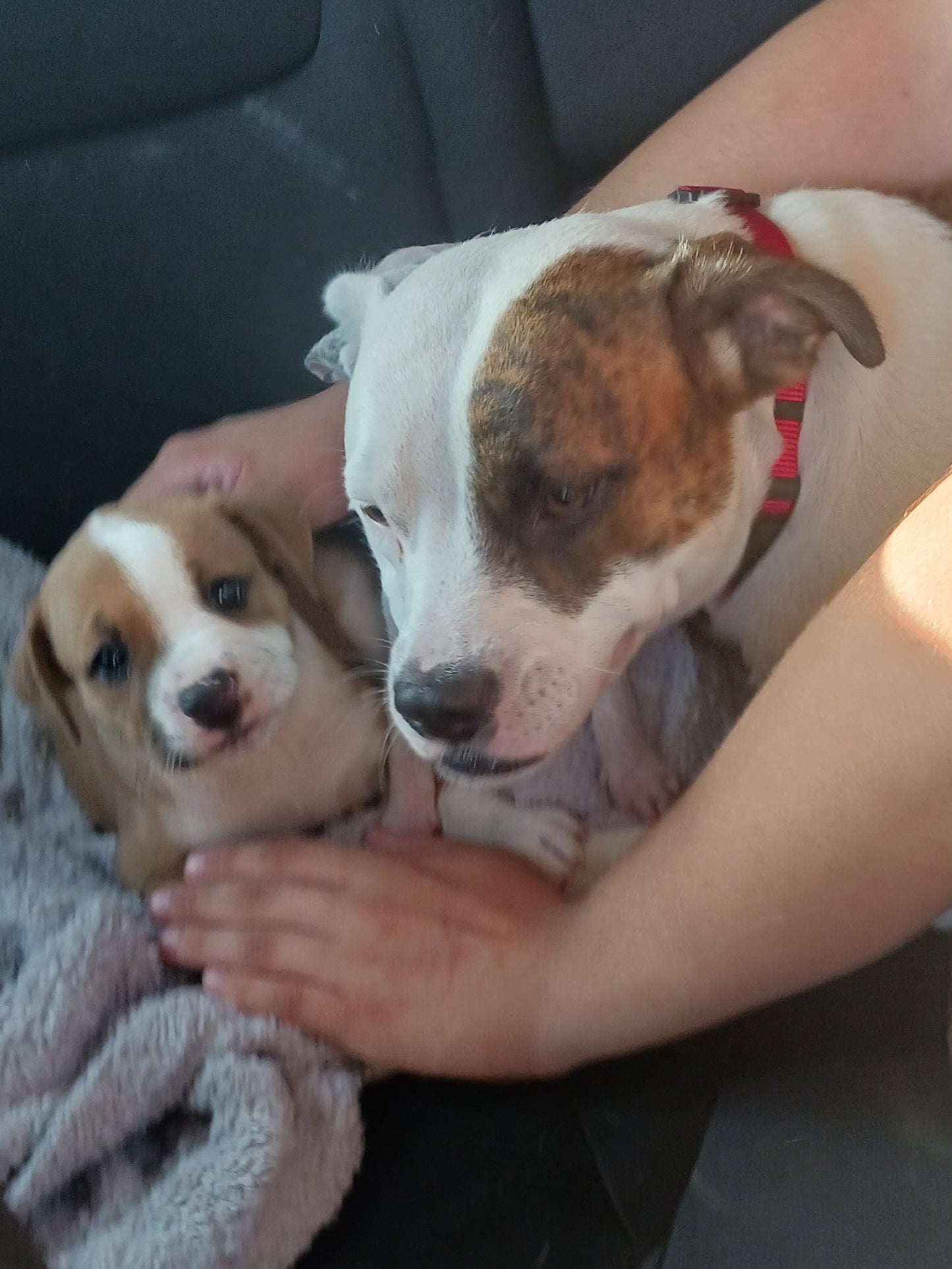 Fiona Female American Staffordshire Terrier