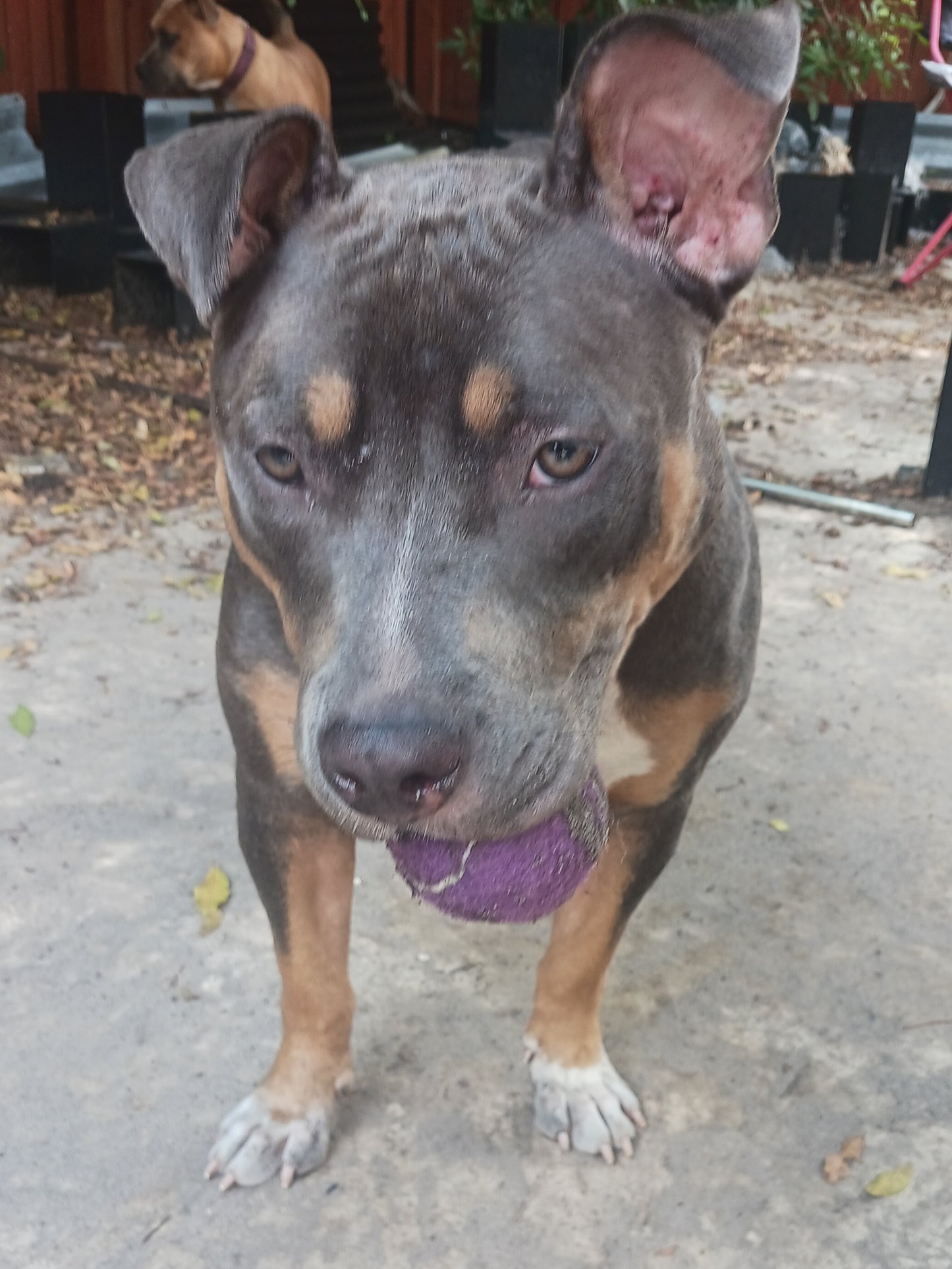 Jolene Female Tri Color American Staffordshire Terrier Mix