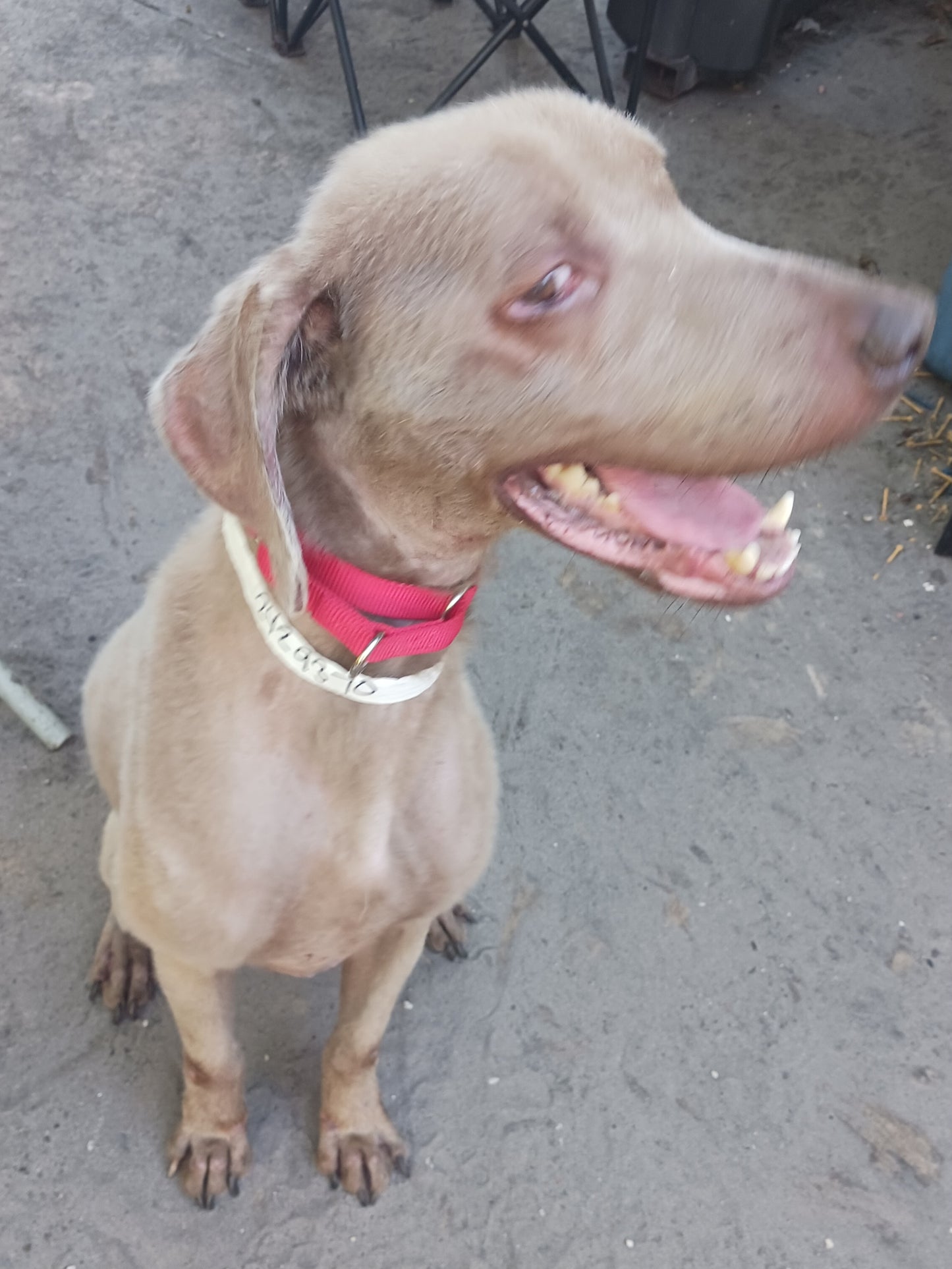 Magnus Male Weimaraner