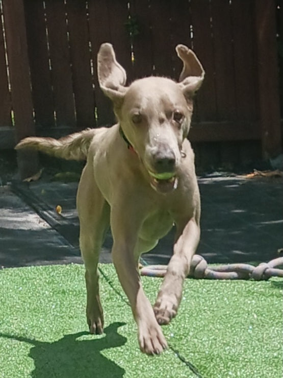 Magnus Male Weimaraner
