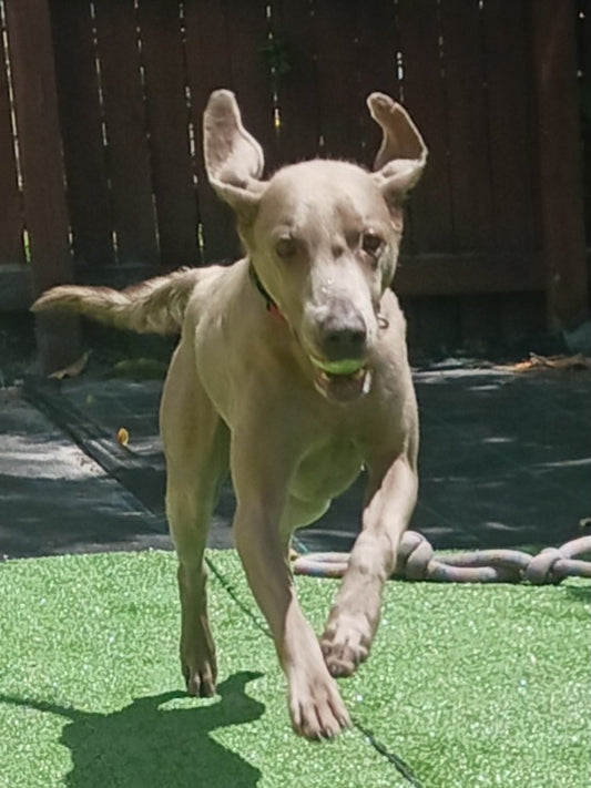 Magnus Male Weimaraner