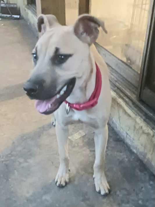 Bandit Male Black Mouth Cur Puppy
