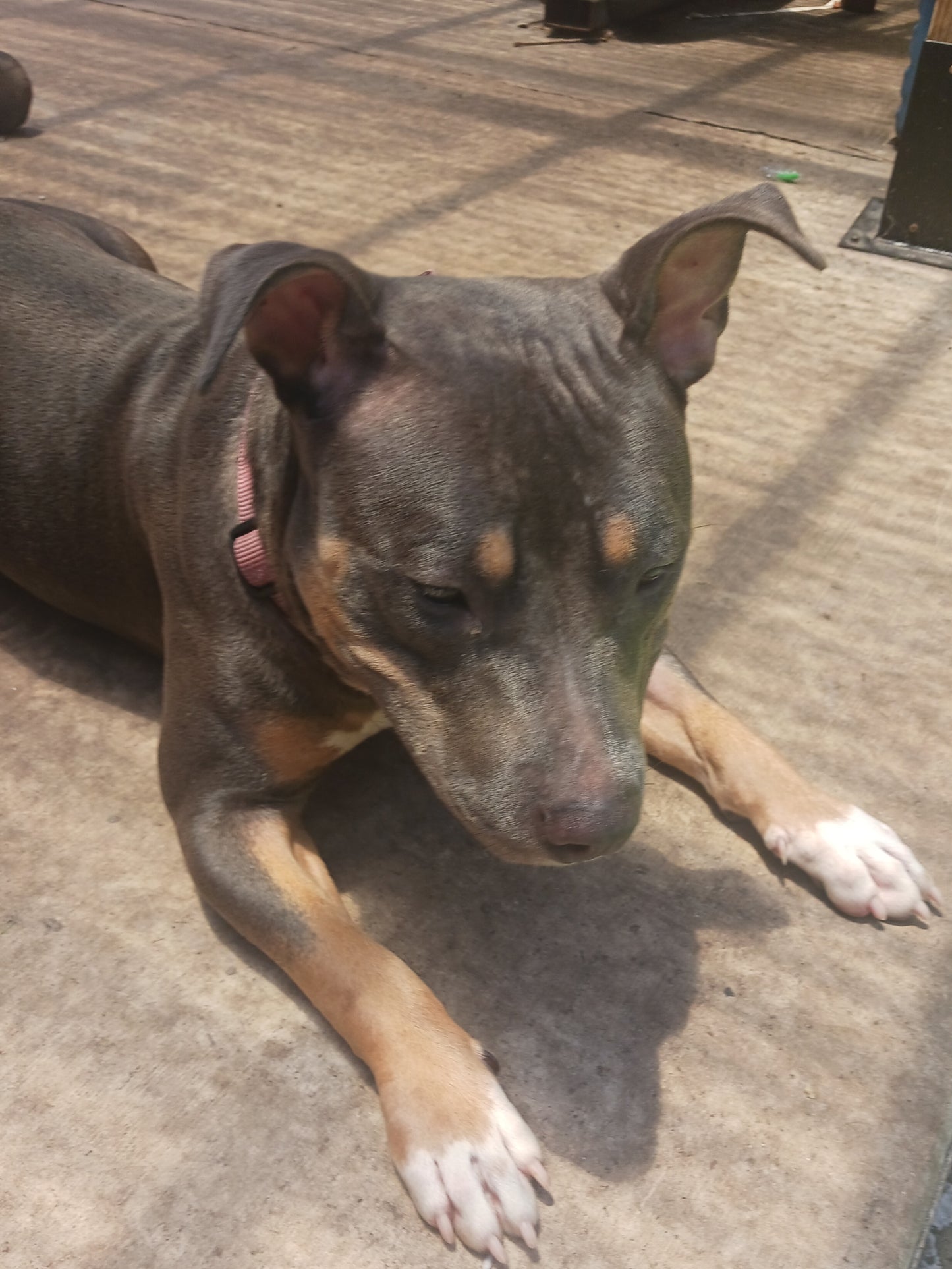 Jolene Female Tri Color Pitbull