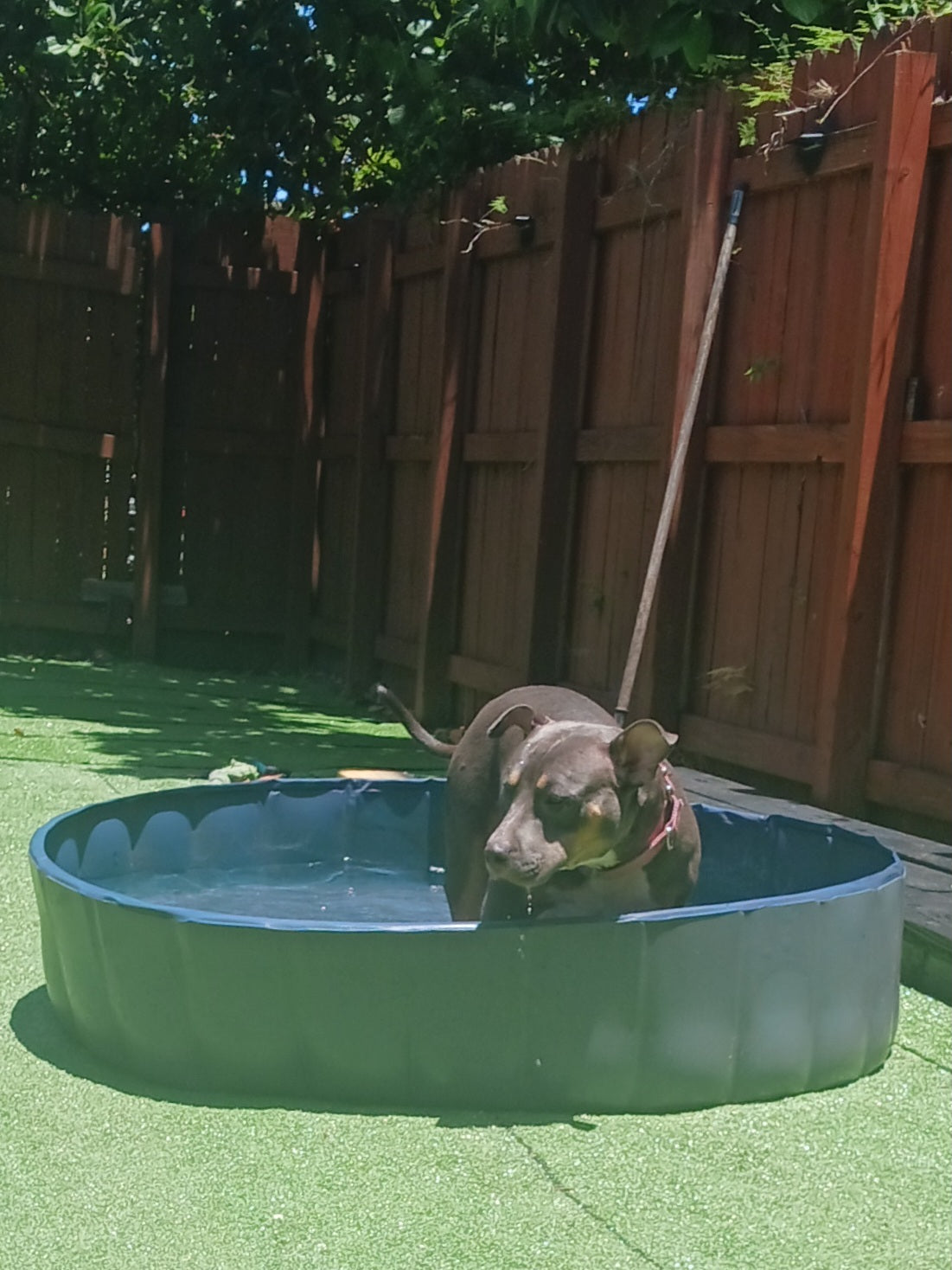 Jolene Female Tri Color Pitbull