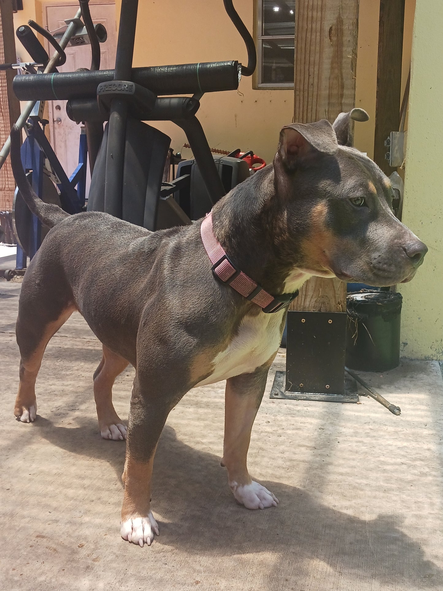 Jolene Female Tri Color Pitbull
