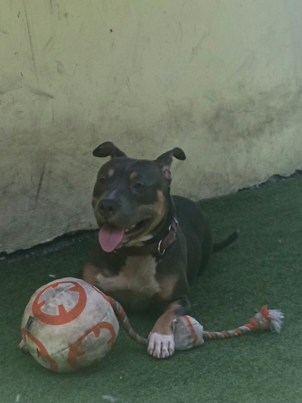 Jolene Female Tri Color Pitbull