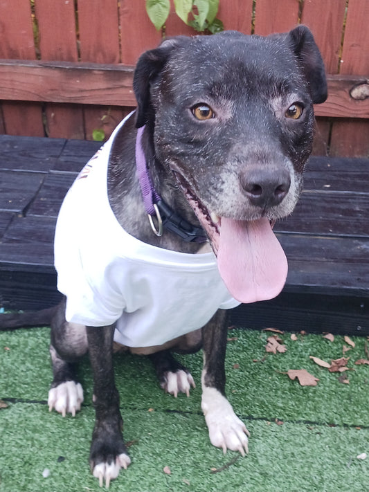 Princess Female Labrador Retriever Mix