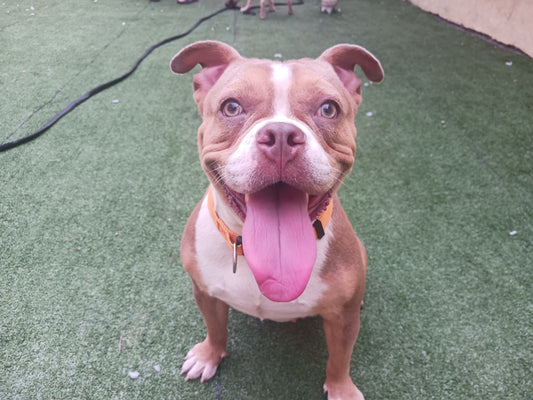 Tinkerbell Female English Bulldog Mix