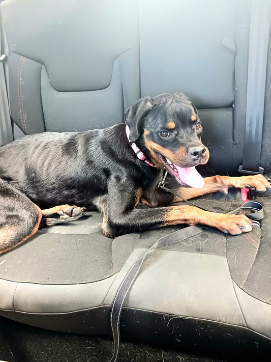 Astrid Female Rottweiler