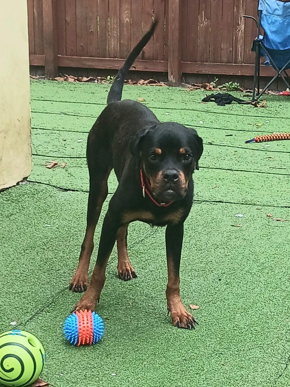 Astrid Female Rottweiler