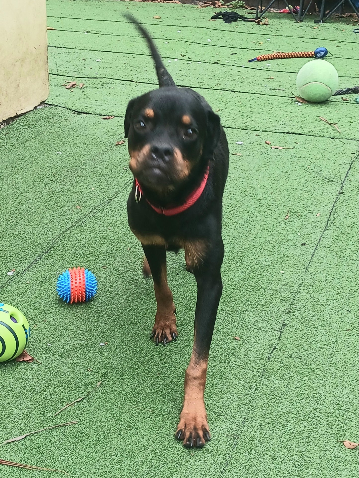 Astrid Female Rottweiler