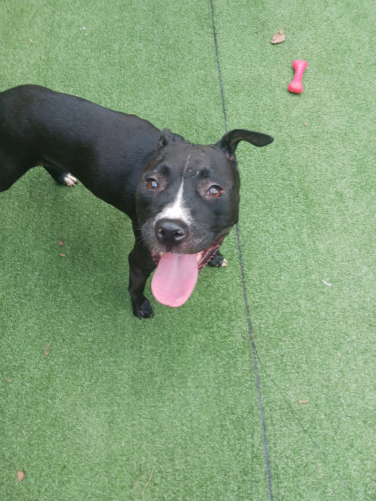 Paris Female Staffordshire Bull Terrier