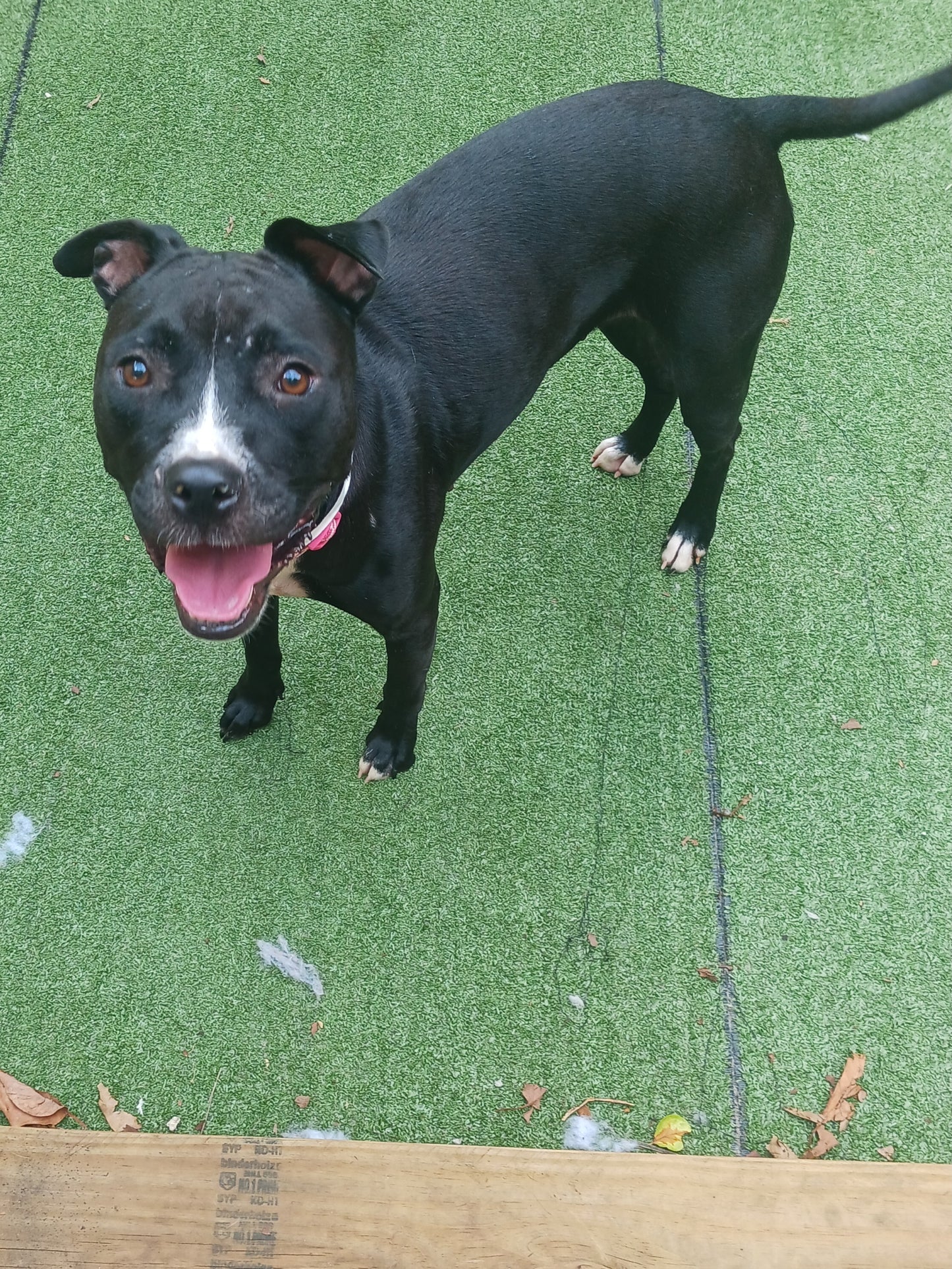 Paris Female Staffordshire Bull Terrier
