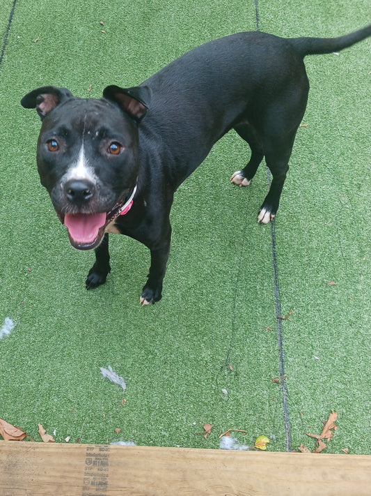 Paris Female Staffordshire Bull Terrier