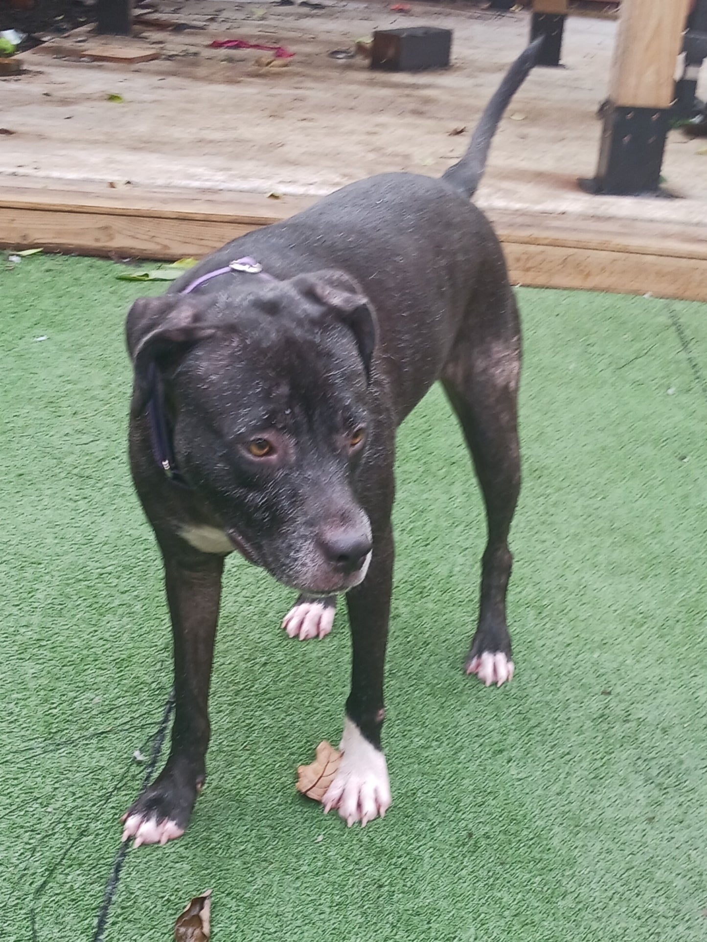 Princess Female Labrador Retriever Mix