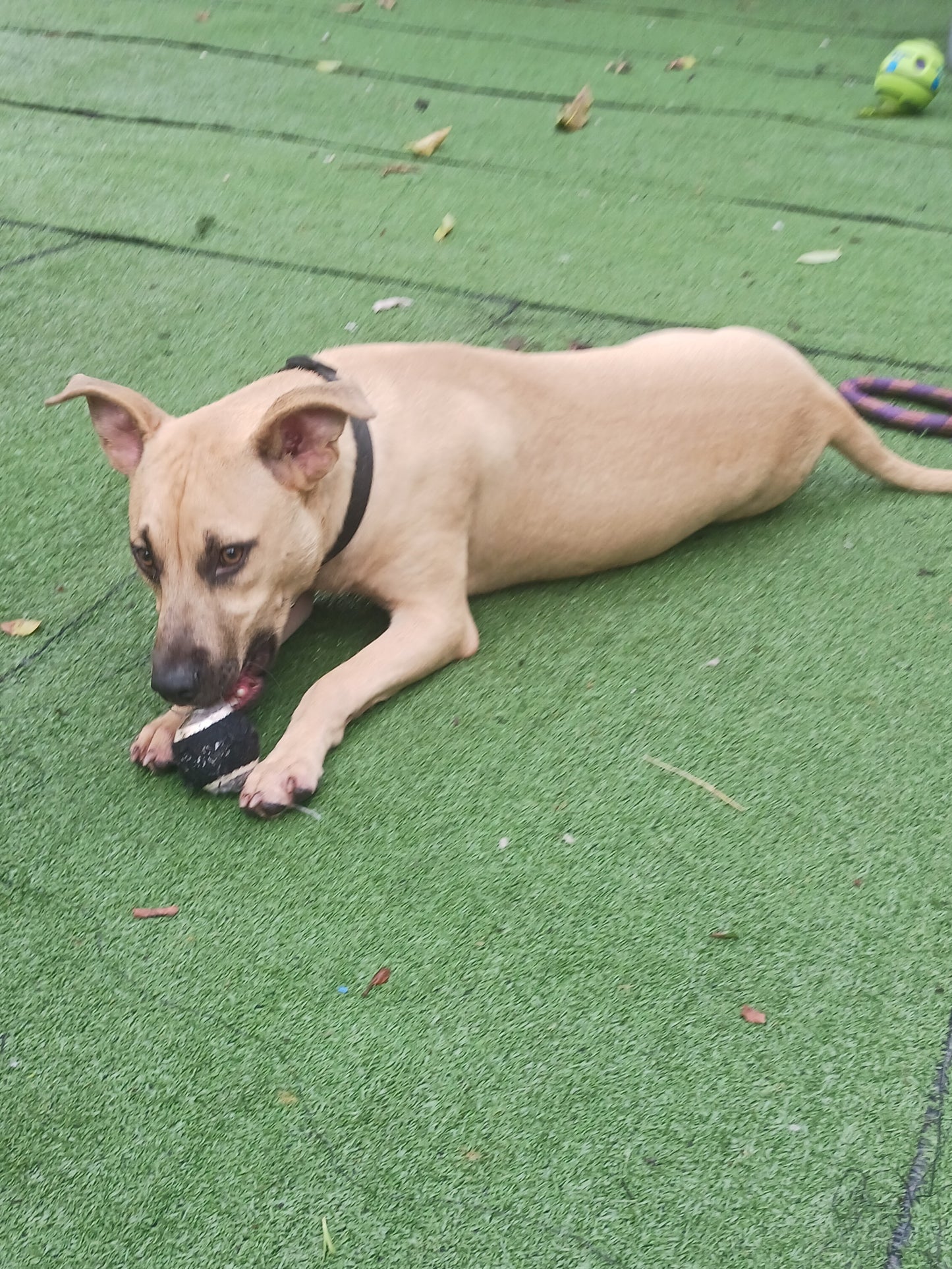 Bandit Male Shepherd Mix Puppy