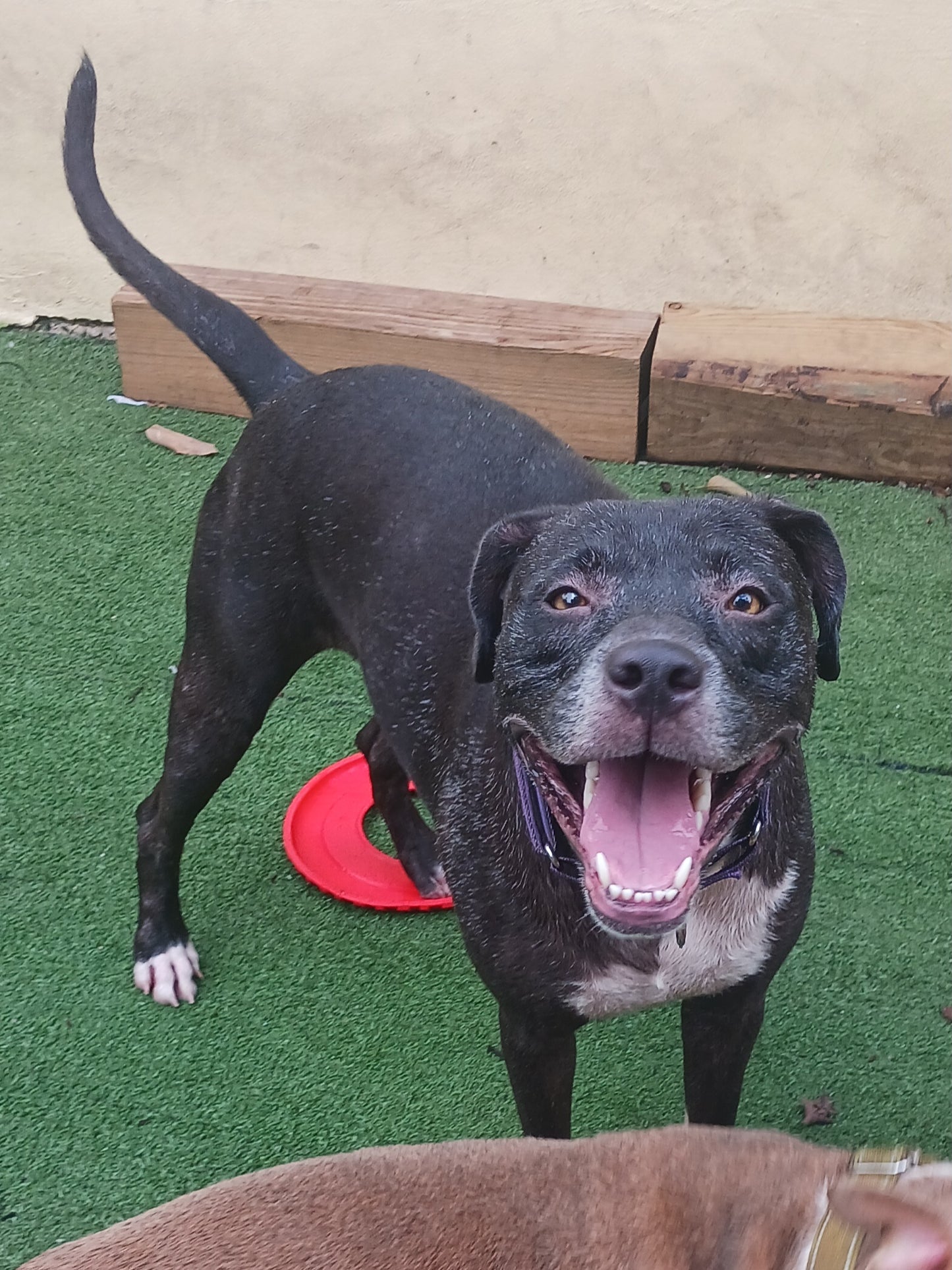 Princess Female Labrador Retriever Mix