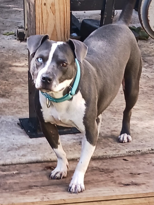 Sabrina Female Terrier Mix