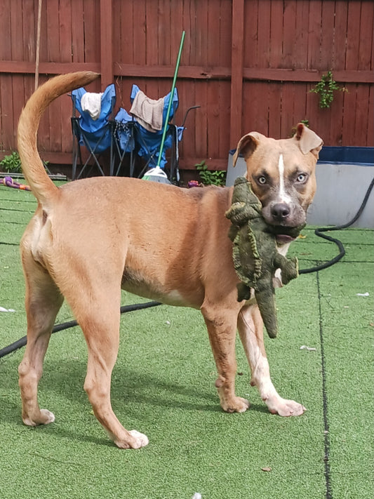 Nami Female Boxer Mix Puppy