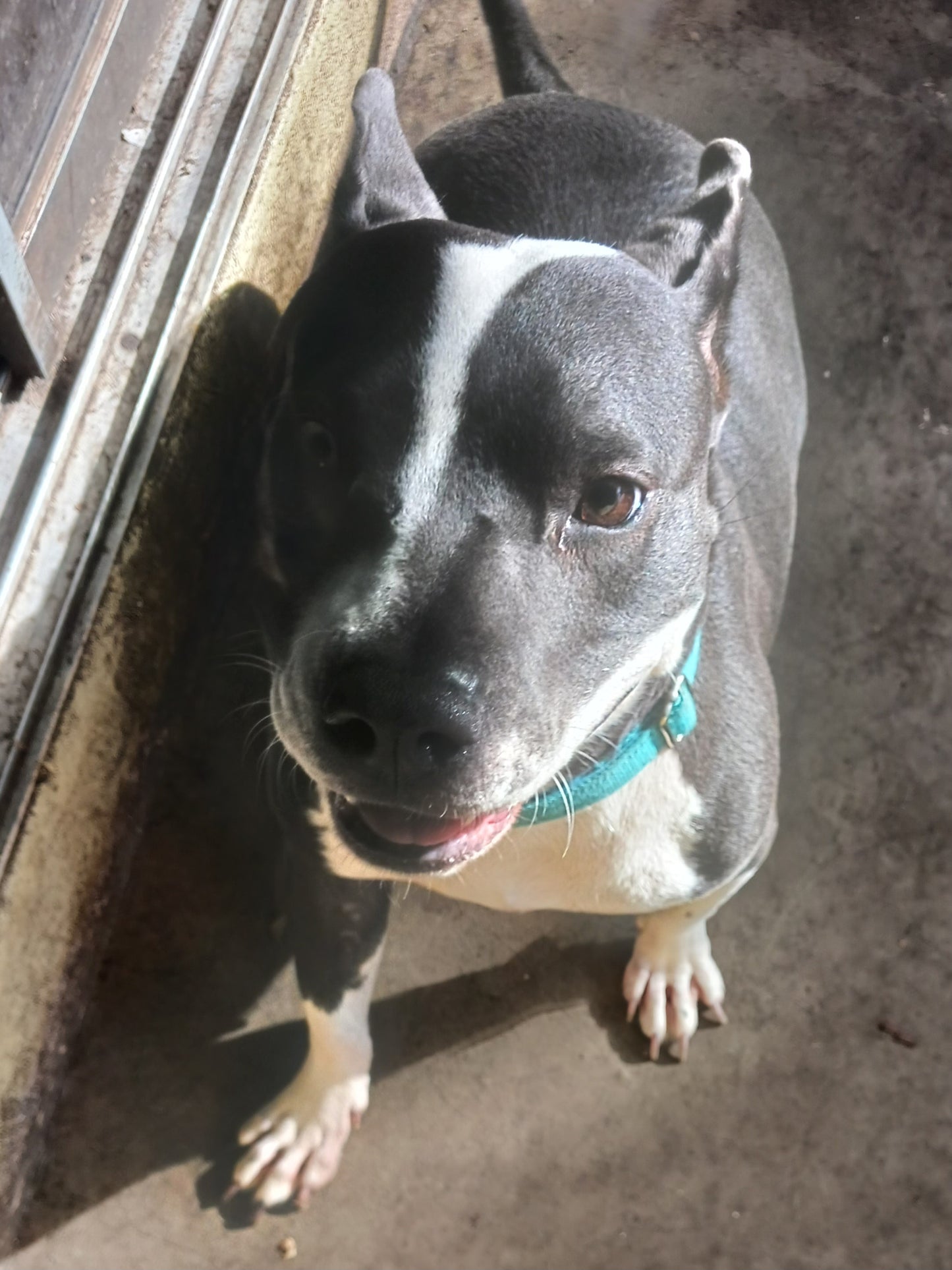 Sabrina Female Siberian Husky Pitbull Mix
