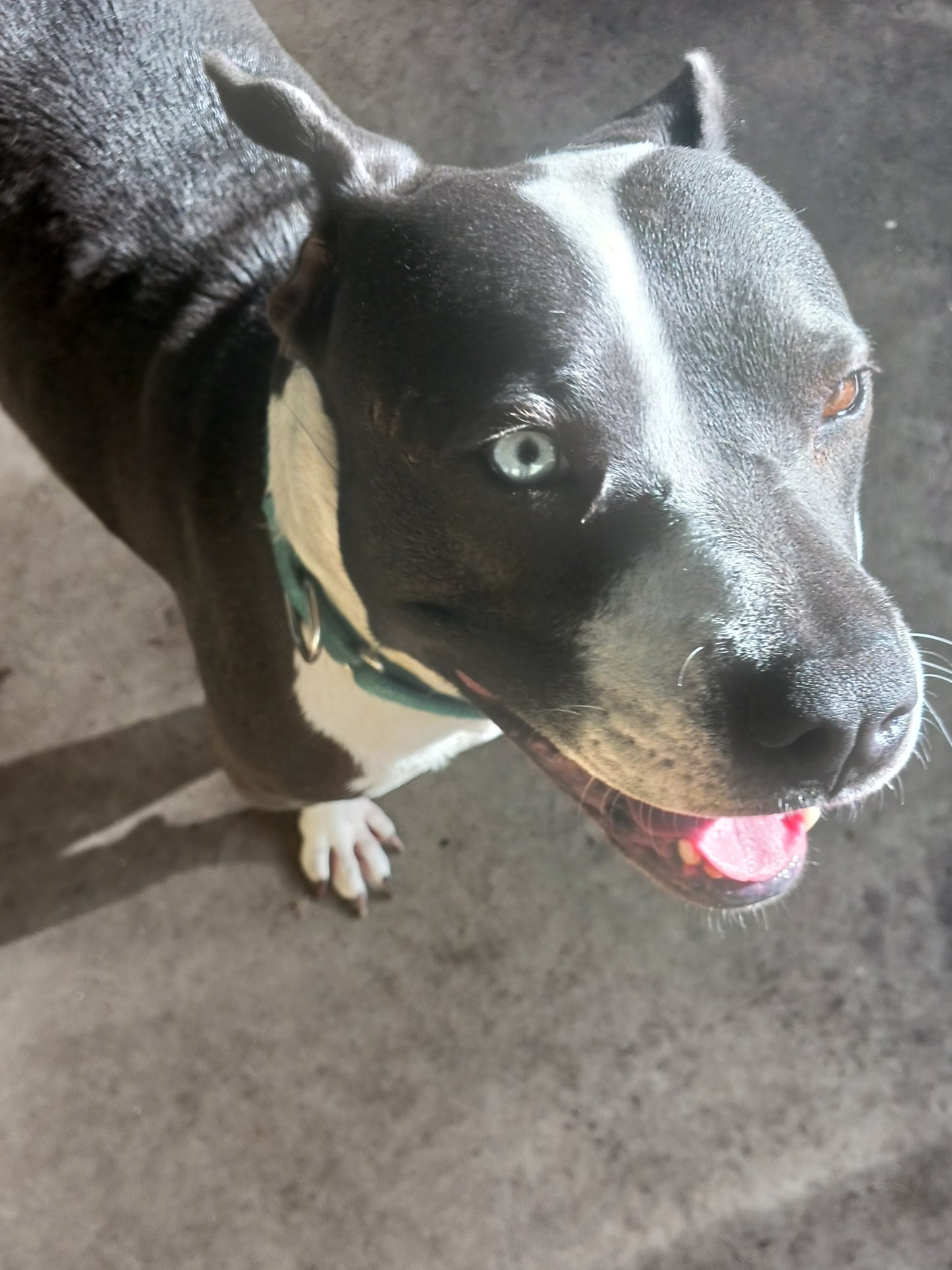 Sabrina Female Siberian Husky Pitbull Mix