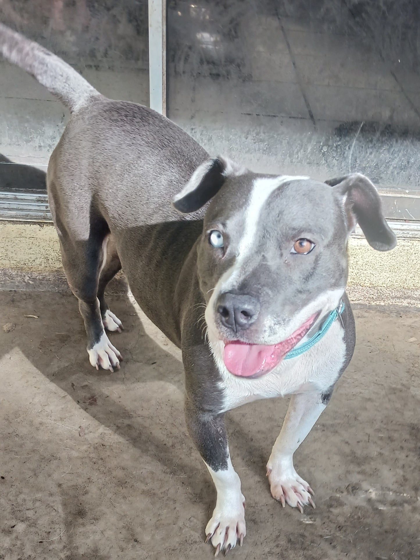Sabrina Female Siberian Husky Pitbull Mix