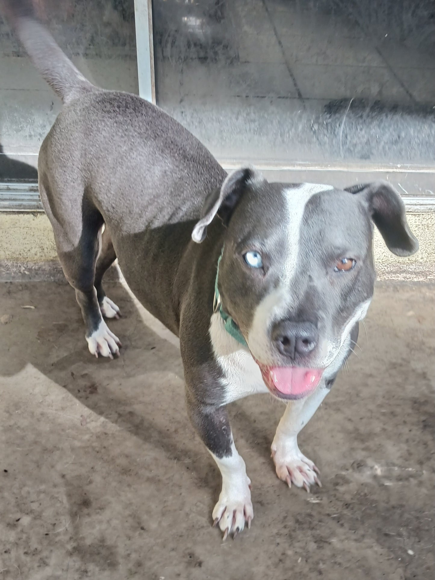 Sabrina Female Siberian Husky Pitbull Mix