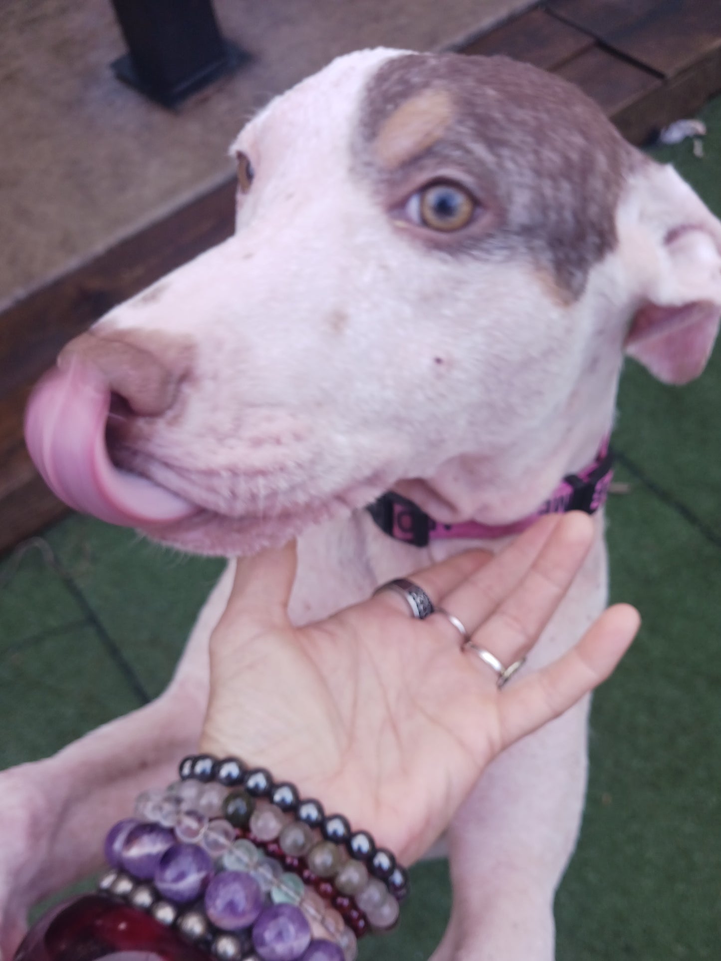 Demi Female Pointer Mix